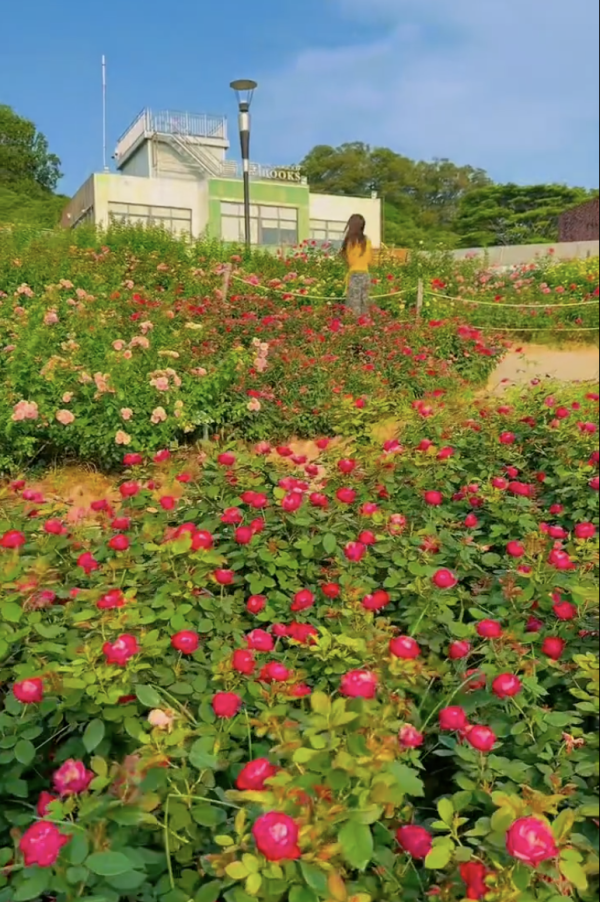 深圳寶安區立新湖公園月季花海盛開！紅黃粉交織童話秘境免費入場 附地址交通 