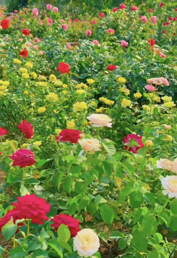 深圳寶安區立新湖公園月季花海盛開！紅黃粉交織童話秘境免費入場 附地址交通 