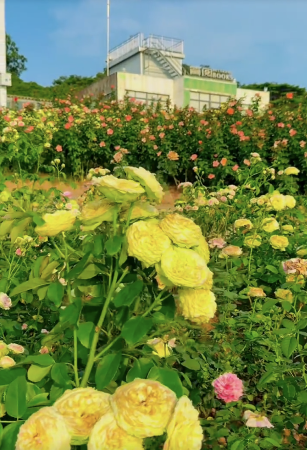 深圳寶安區立新湖公園月季花海盛開！紅黃粉交織童話秘境免費入場 附地址交通 