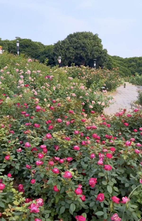 深圳寶安區立新湖公園月季花海盛開！紅黃粉交織童話秘境免費入場 附地址交通 