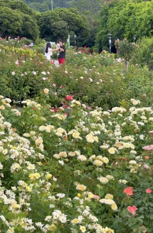 深圳寶安區立新湖公園月季花海盛開！紅黃粉交織童話秘境免費入場 附地址交通 