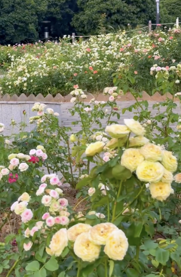 深圳寶安區立新湖公園月季花海盛開！紅黃粉交織童話秘境免費入場 附地址交通 