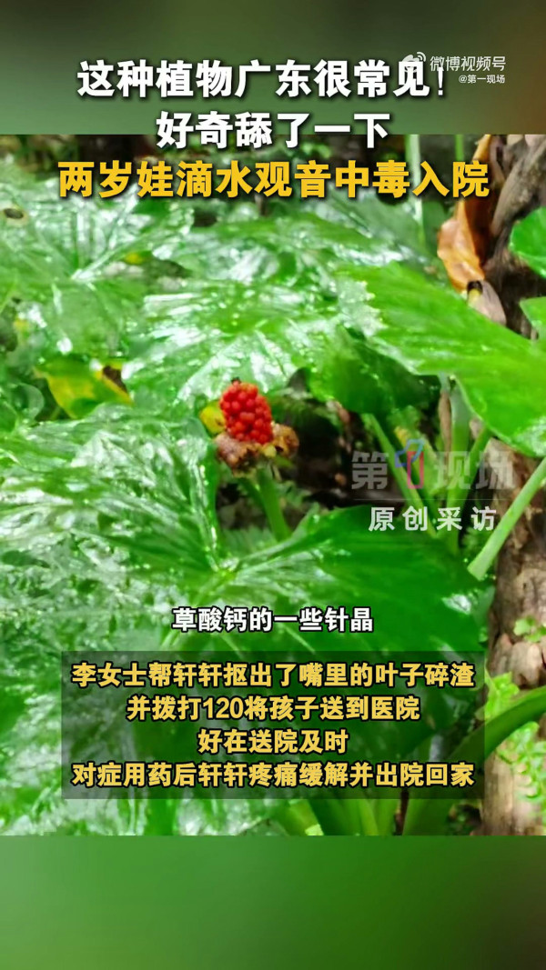 深圳男童公園誤食野草中毒 即變「孖膶腸」！崩潰狂喊：痛到似嘴巴冒煙！醫生揭4特徵分辨毒草 教3步急救