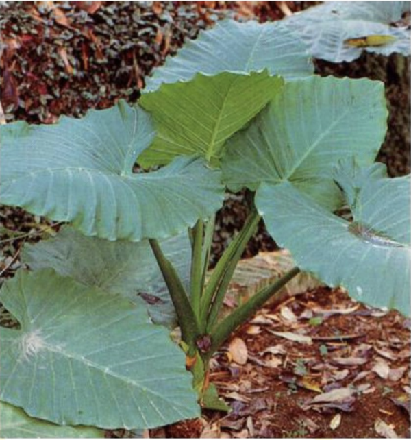深圳男童公園誤食野草中毒 即變「孖膶腸」！崩潰狂喊：痛到似嘴巴冒煙！醫生揭4特徵分辨毒草 教3步急救