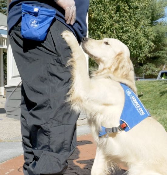 圖片來源：Little Angels Service Dogs