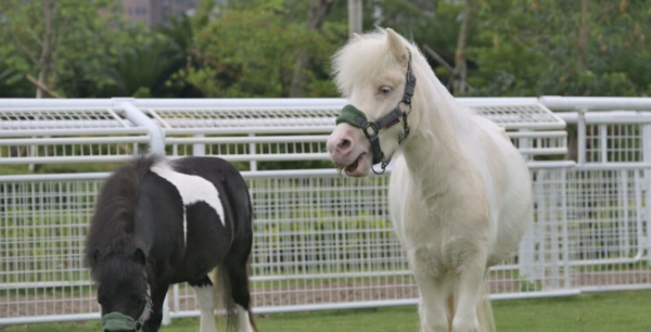 沙田彭福公園「小馬大本營」6.22開幕！$50騎馬體驗 年齡/身高限制一文看清 (附活動詳情)
