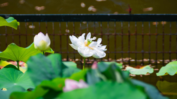 粉岭康乐公园（来源：发展局）