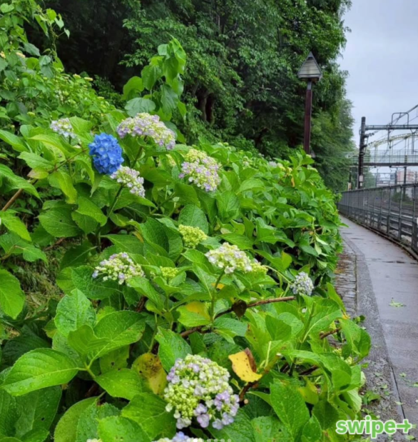 圖片來源：飛鳥山公園IG