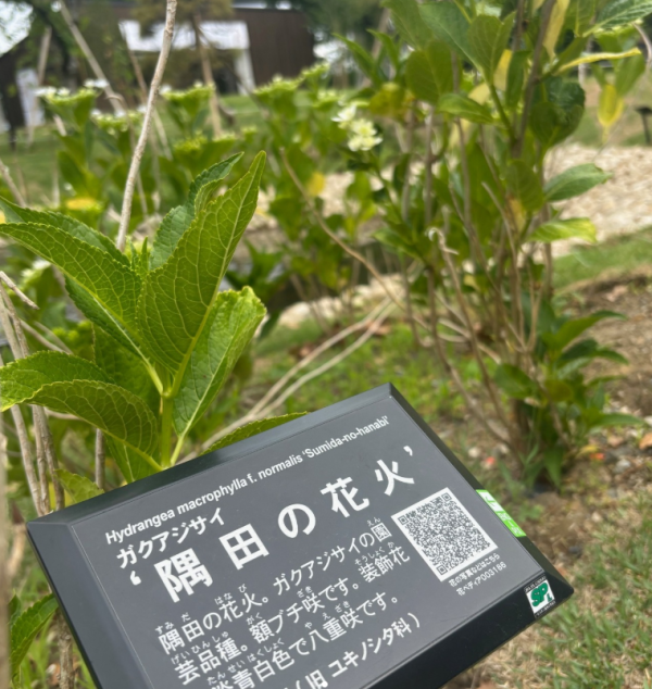 圖片來源：隅田公園IG