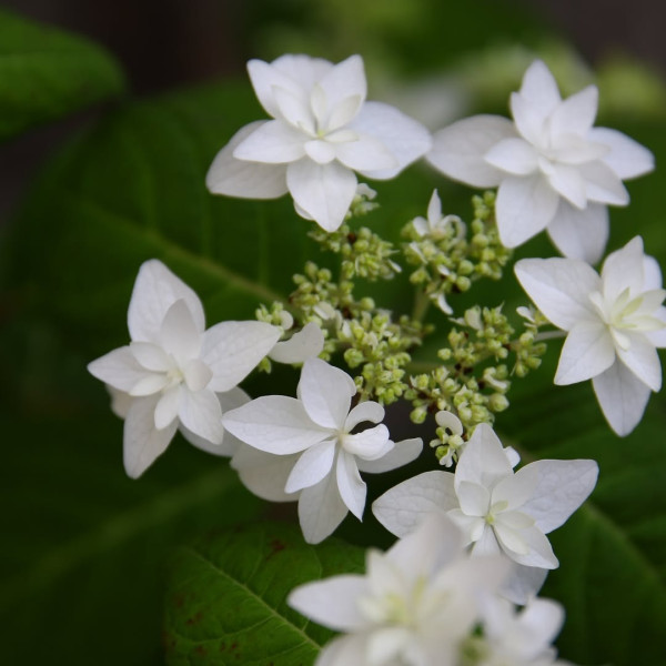 圖片來源：神代植物公園IG