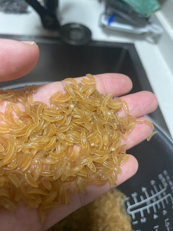 內地人造米盛行堂食外賣都中招！網民呻似食膠憂食安風險／大陸官媒斥不實：人造米更健康