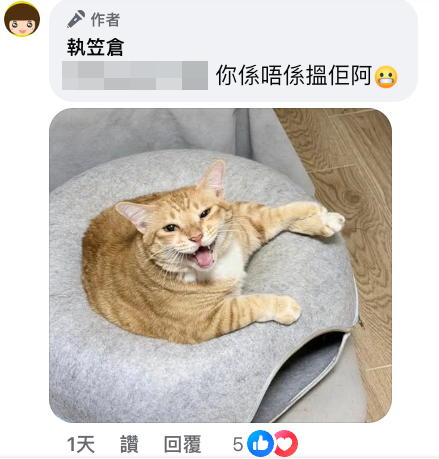 店貓去向成焦點 負責人稱已有好歸宿。（截圖：執笠倉）