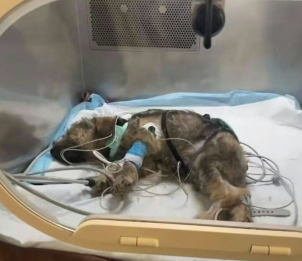 重慶男偽裝愛心領養虐殺多隻貓狗引眾怒 過百熱心市民到場聲討要求立法
