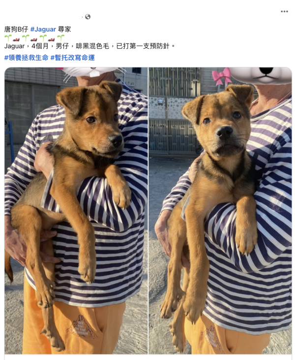 示意圖:香港有很多不計較寵物是否名種,對牠們都寵愛有加。 圖片來源:FB@Mongrel Dog Lovers 唐狗就是寶