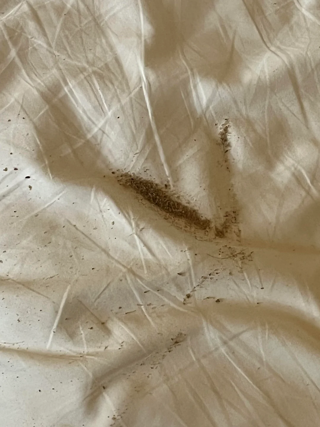 患有濕疹的人士比起普通人會掉落更落死皮到床上。 圖片來源：Reddit