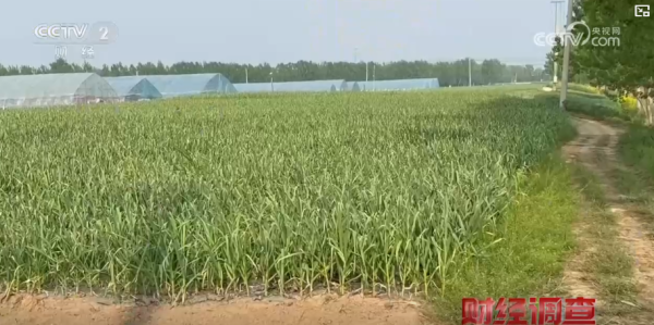 內地蔬菜食安｜ 央視揭內地農戶私買濫用禁售劇毒農藥 薯仔/蒜芯成重災區 毒性穿透菜心洗唔走