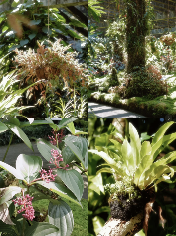 父親節北上好去處｜深圳5大不同風格景點推介！行山、歷史Citywalk、逛古鎮吃客家菜 
