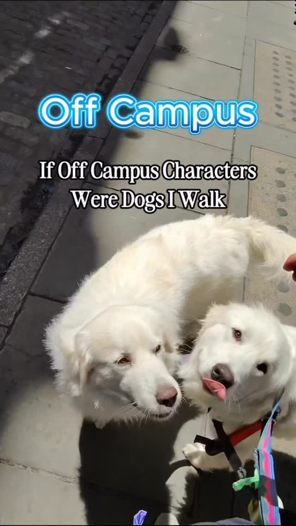 工程師兼職遛狗 成立公司日遛10至20隻狗。圖片來源：IG@goodhartdogwalks