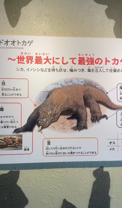 【暑假親子遊2026】名古屋親子遊8大景點推介 立山黑部開山/水族館/吉卜力公園