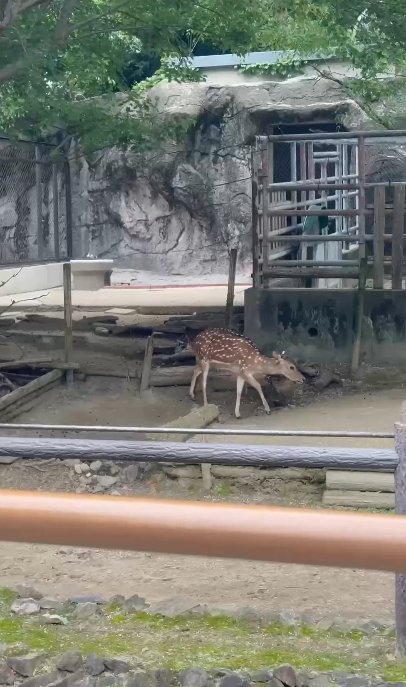 【暑假親子遊2026】名古屋親子遊8大景點推介 立山黑部開山/水族館/吉卜力公園