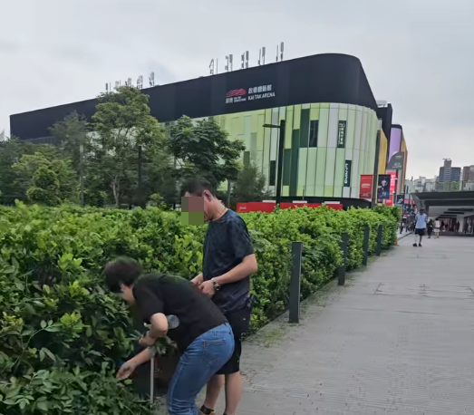 啟德街坊直擊黑衣男女自備大袋路邊摘植物（圖片來源：Facebook@啟德居民自由講～）