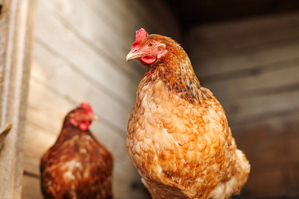 沙田街市爆H9N2禽流感個案！衞生署檢測證實雞檔鐵盤含禽流感病毒／1名兩歲童確診
