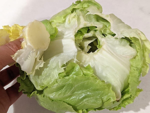 生菜直接塞入雪櫃超錯！日本專家教1招挖芯秘技 放足兩星期依然爽脆  附3大揀靚菜秘訣