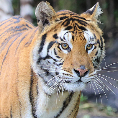 九州野生動物園官網 九州野生動物園官網