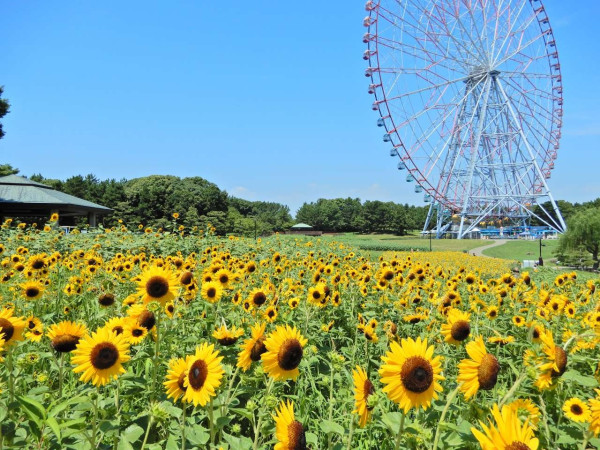 葛西臨海公園(圖片來源:東京都公園協会) 東京深度遊|在地人私藏冷門景點7大精選推介!復古老街、清澄白河街區感受慢活日常