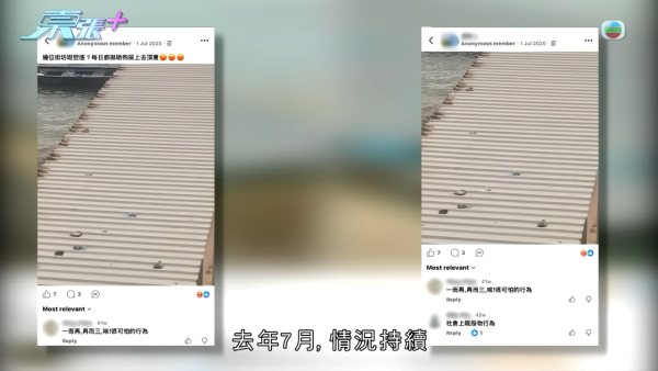 深井碼頭驚現缺德狗主狂掟狗屎！街坊化身偵探夜夜埋伏搜證成功「斷正」