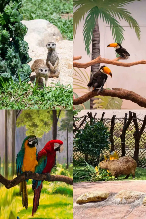 廣州增城全新親子度假樂園暑假必去！超大金沙灘/動物互動＋機動遊戲 附地址交通 