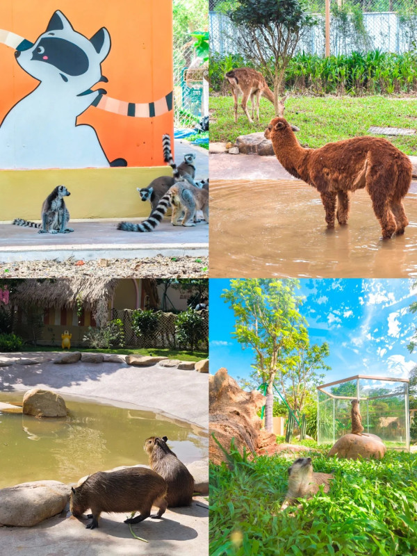 廣州增城全新親子度假樂園暑假必去！超大金沙灘/動物互動＋機動遊戲 附地址交通 