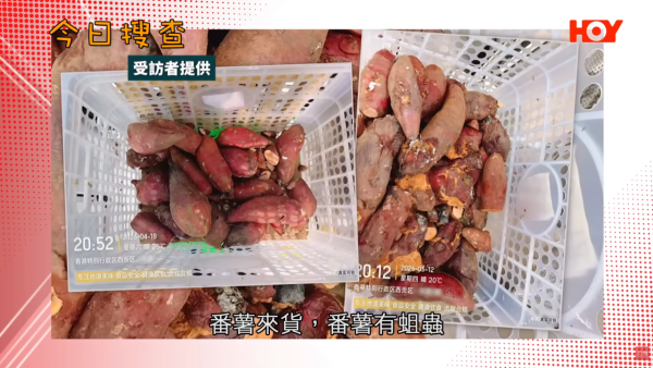 連鎖飲品店番薯藏蛆蟲!前員工揭老鼠屎遍地/爛生果榨汁 食環接50投訴