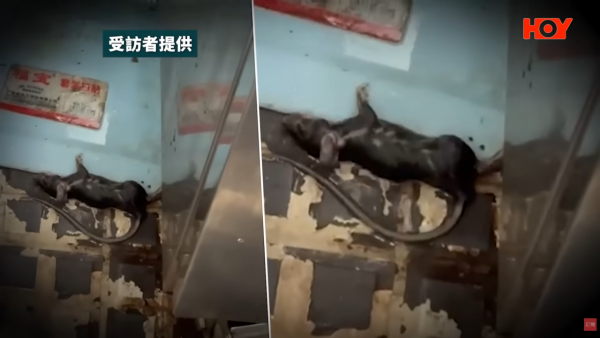 深水湾惊现2米巨蛇落海！全场泳客吓到四散 附遇蛇保命防咬指引
