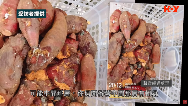 连锁饮品店番薯藏虫！前员工揭老鼠屎遍地/烂水果榨汁 食环接50投诉