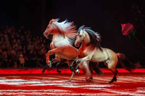歐洲殿堂級魔幻馬術劇場《CAVALLUNA》來港舉行亞洲首演！9月啟德隆重上演！限定8場／54匹歐洲名駒