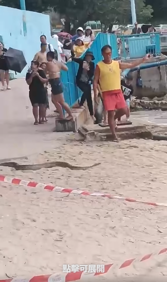 深水湾惊现2米巨蛇落海！全场泳客吓到四散 附遇蛇保命防咬指引