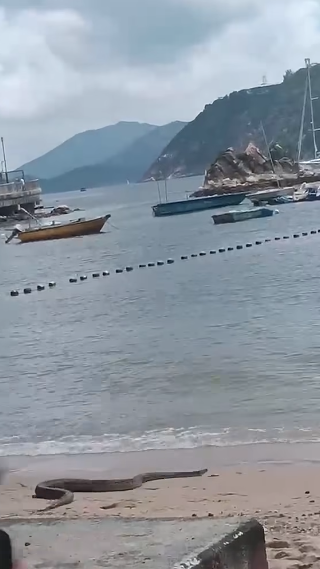 深水湾惊现2米巨蛇落海！全场泳客吓到四散 附遇蛇保命防咬指引