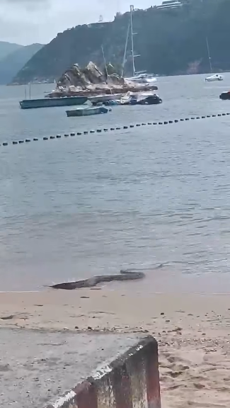 深水湾惊现2米巨蛇落海！全场泳客吓到四散 附遇蛇保命防咬指引