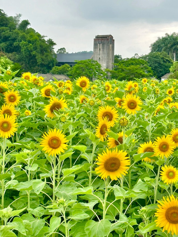 觀瀾版畫村,圖片來源:小紅書@爱龙华 深圳好去處|8大深圳小眾景點推介!避開人潮慢遊藝術古村、山海秘境 附地址交通