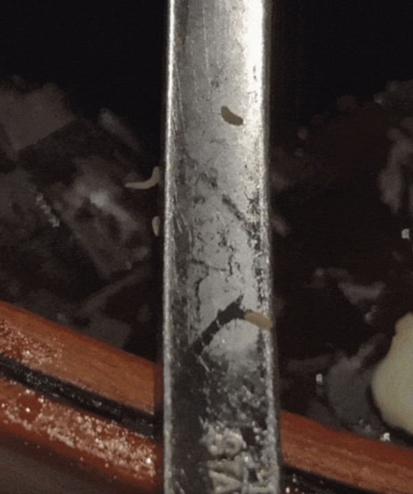 深圳餐廳312元粵菜套餐驚現活蛆到處爬 涉事門店退款並額外補償呢個數!