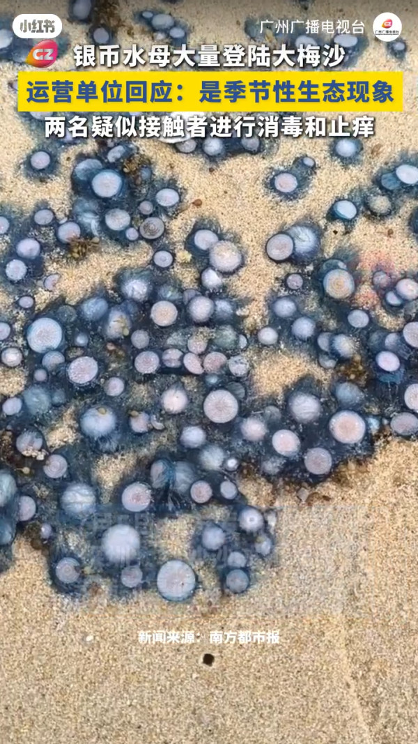 北上注意｜深圳沙灘驚現大量劇毒水母！醫生警告觸碰恐引致皮炎 景區急派人清理 