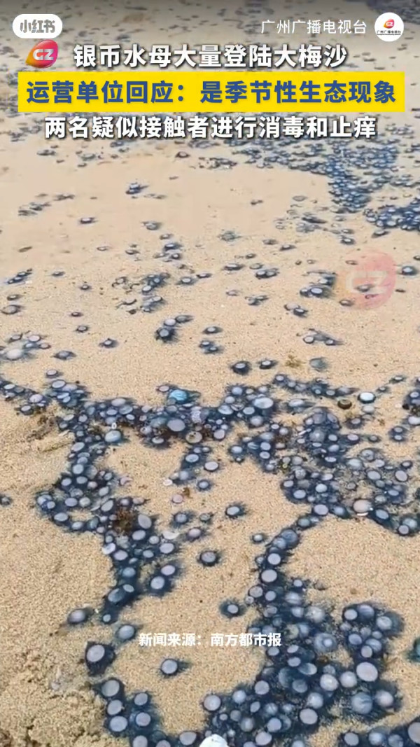 北上注意｜深圳沙灘驚現大量劇毒水母！醫生警告觸碰恐引致皮炎 景區急派人清理 