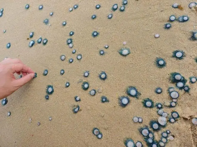 北上注意｜深圳沙灘驚現大量劇毒水母！醫生警告觸碰恐引致皮炎 景區急派人清理 