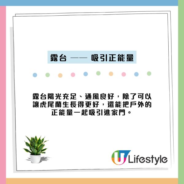 虎尾蘭放錯位置反吸走好運氣？揭全能空氣淨化功效 擺對5大風水財位易催旺！
