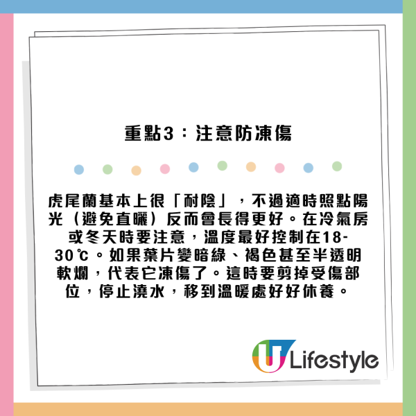 虎尾蘭放錯位置反吸走好運氣？揭全能空氣淨化功效 擺對5大風水財位易催旺！