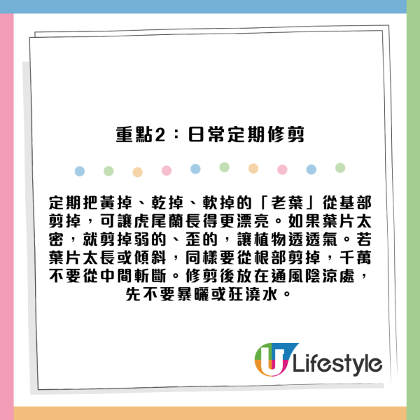 虎尾蘭放錯位置反吸走好運氣？揭全能空氣淨化功效 擺對5大風水財位易催旺！