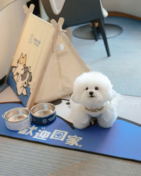 香港海洋公園萬豪酒店 | 親子+毛孩都可以一齊享受假期 | 多元住宿計劃玩個夠 