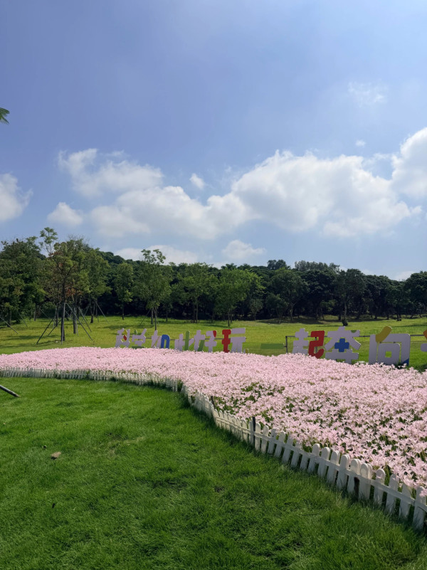 深圳光明區公園雨後限定風雨蘭花海 超夢幻粉紅隱藏秘境！附矮花打卡技巧 