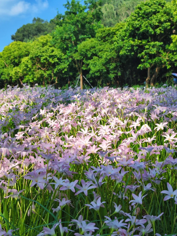 深圳光明區公園雨後限定風雨蘭花海 超夢幻粉紅隱藏秘境！附矮花打卡技巧 